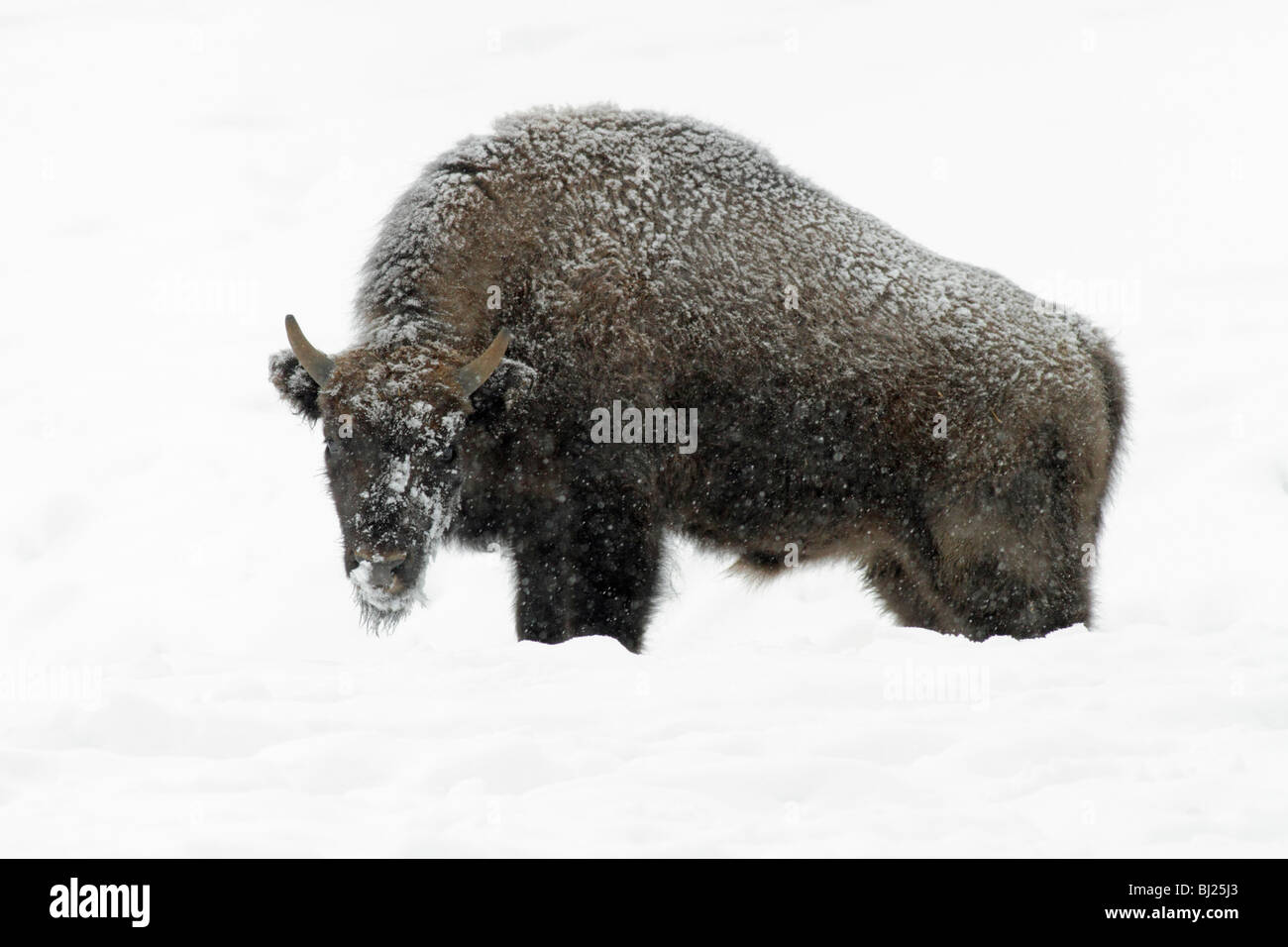 El bisonte europeo, bison bonasus, toro joven, cubierto de nieve, Alemania Foto de stock