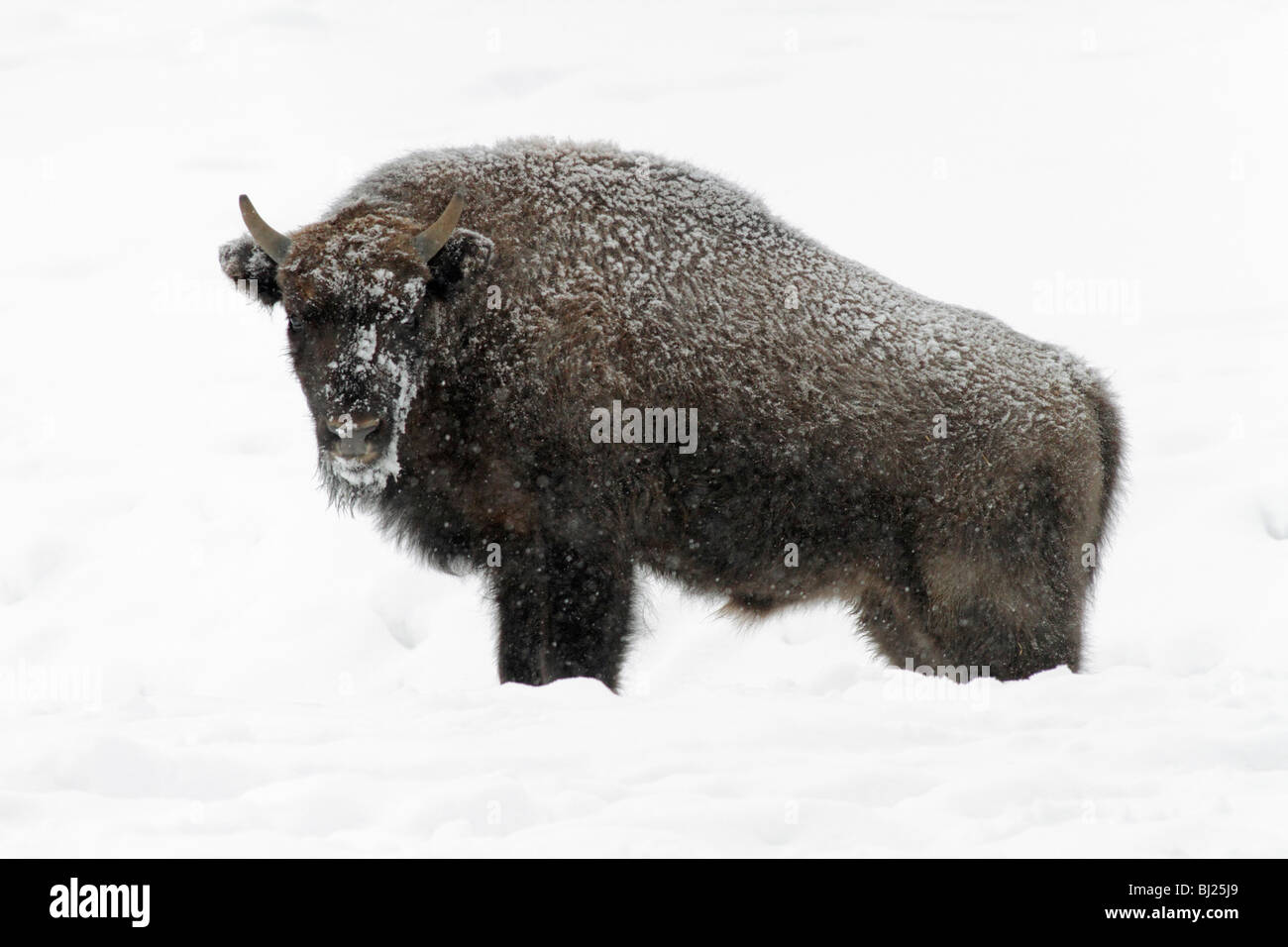 El bisonte europeo, bison bonasus, toro joven, cubierto de nieve, Alemania Foto de stock