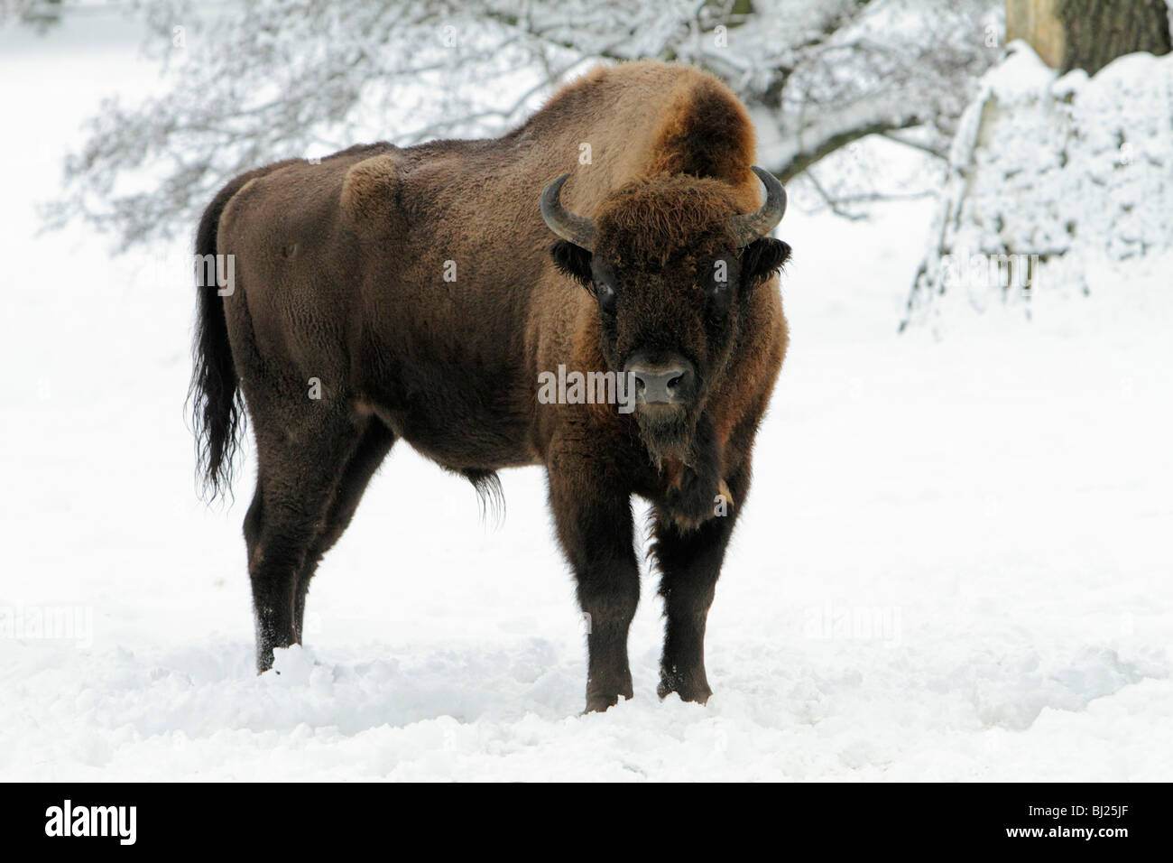 El bisonte europeo, bison bonasus, Bull, en paisaje cubierto de nieve, Alemania Foto de stock