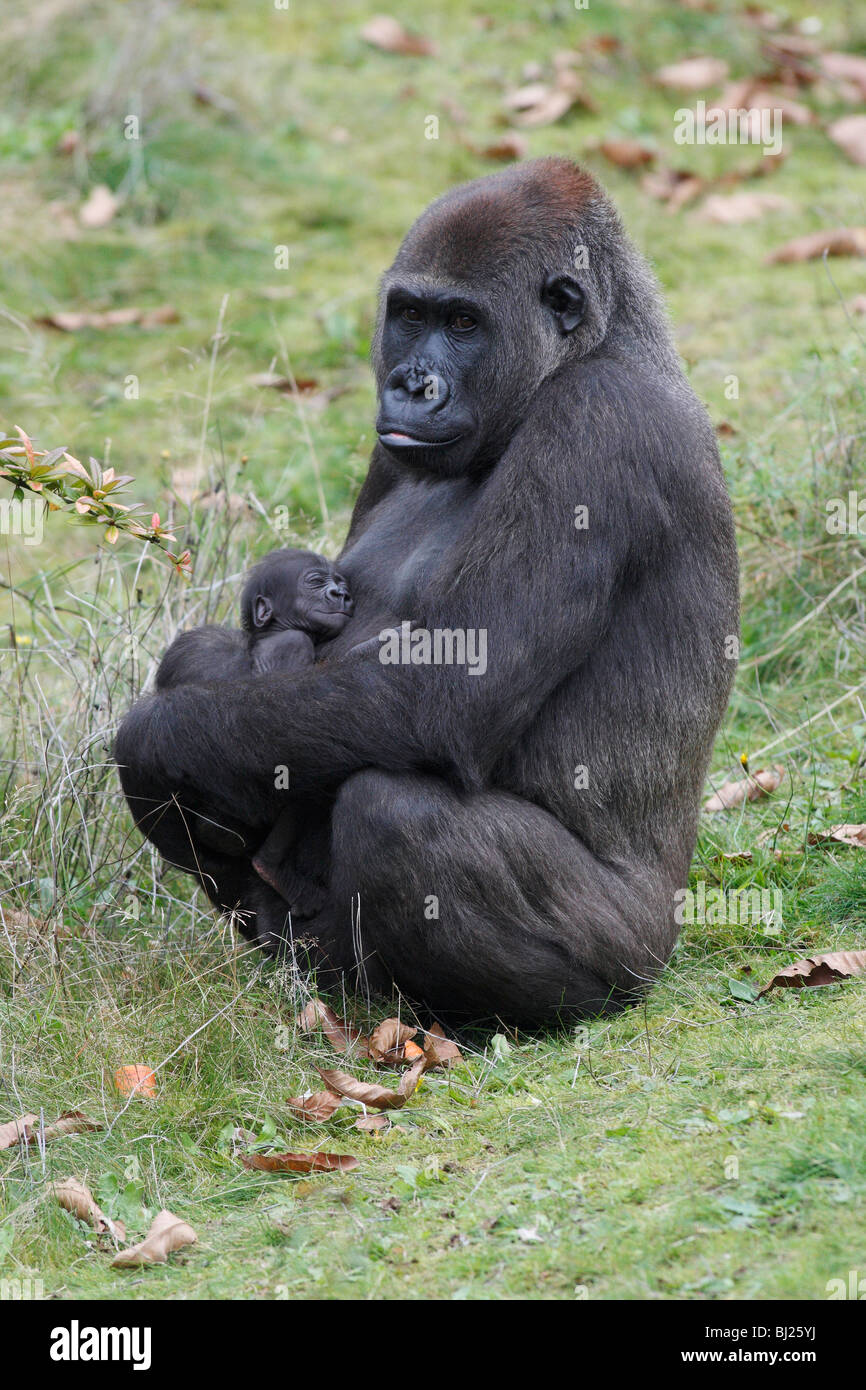 Gorila de las tierras bajas occidentales (Gorilla gorilla gorilla), hembra con jóvenes Foto de stock