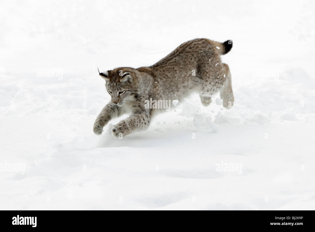 El lince europeo, Felis lynx, animal joven saltando después de mouse en la nieve, Alemania Foto de stock