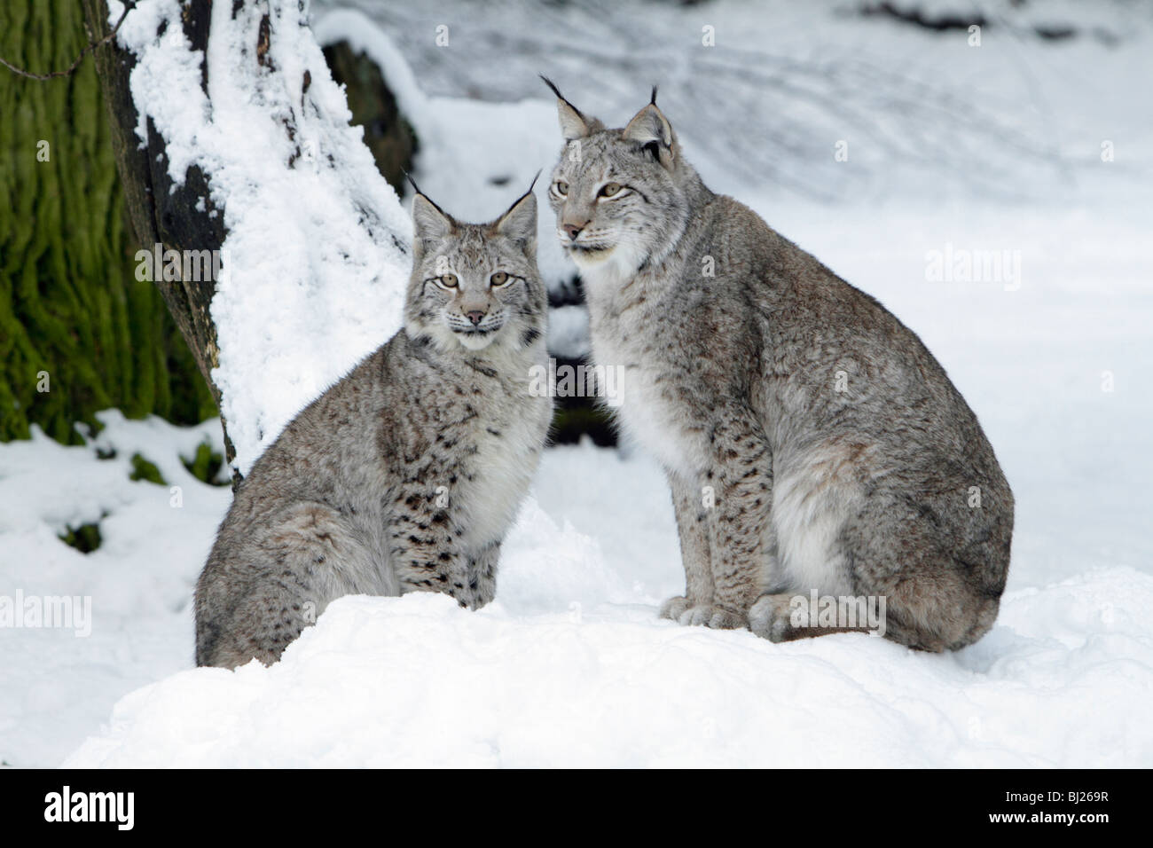 El lince europeo, Felis lynx, dos sentados en la nieve, Alemania Foto de stock