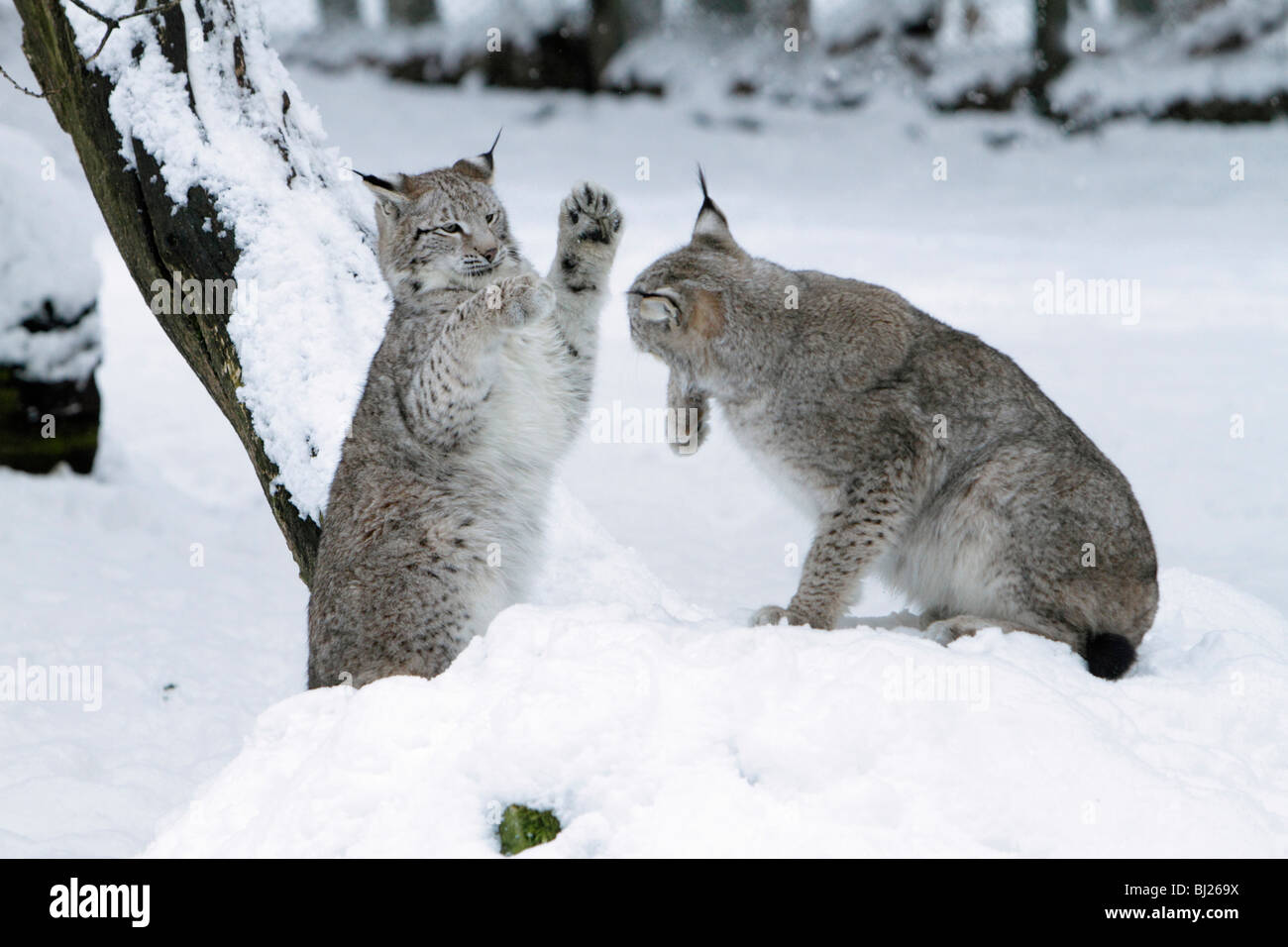 El lince europeo, Felis lynx, dos jugando en la nieve, Alemania Foto de stock