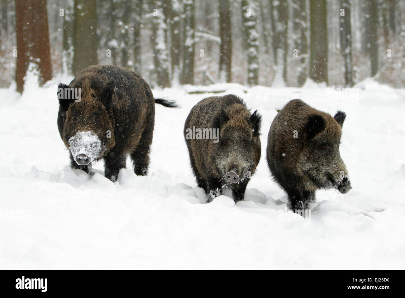El jabalí, Sus scrofa, el jabalí y dos cerdas en bosques cubiertos de nieve, Alemania Foto de stock