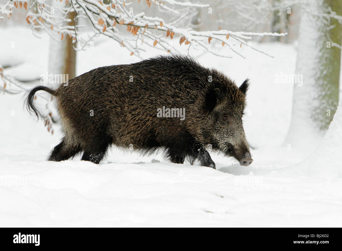 El jabalí, Sus scrofa, siembre caminando a través del bosque cubierto de nieve, Alemania Foto de stock