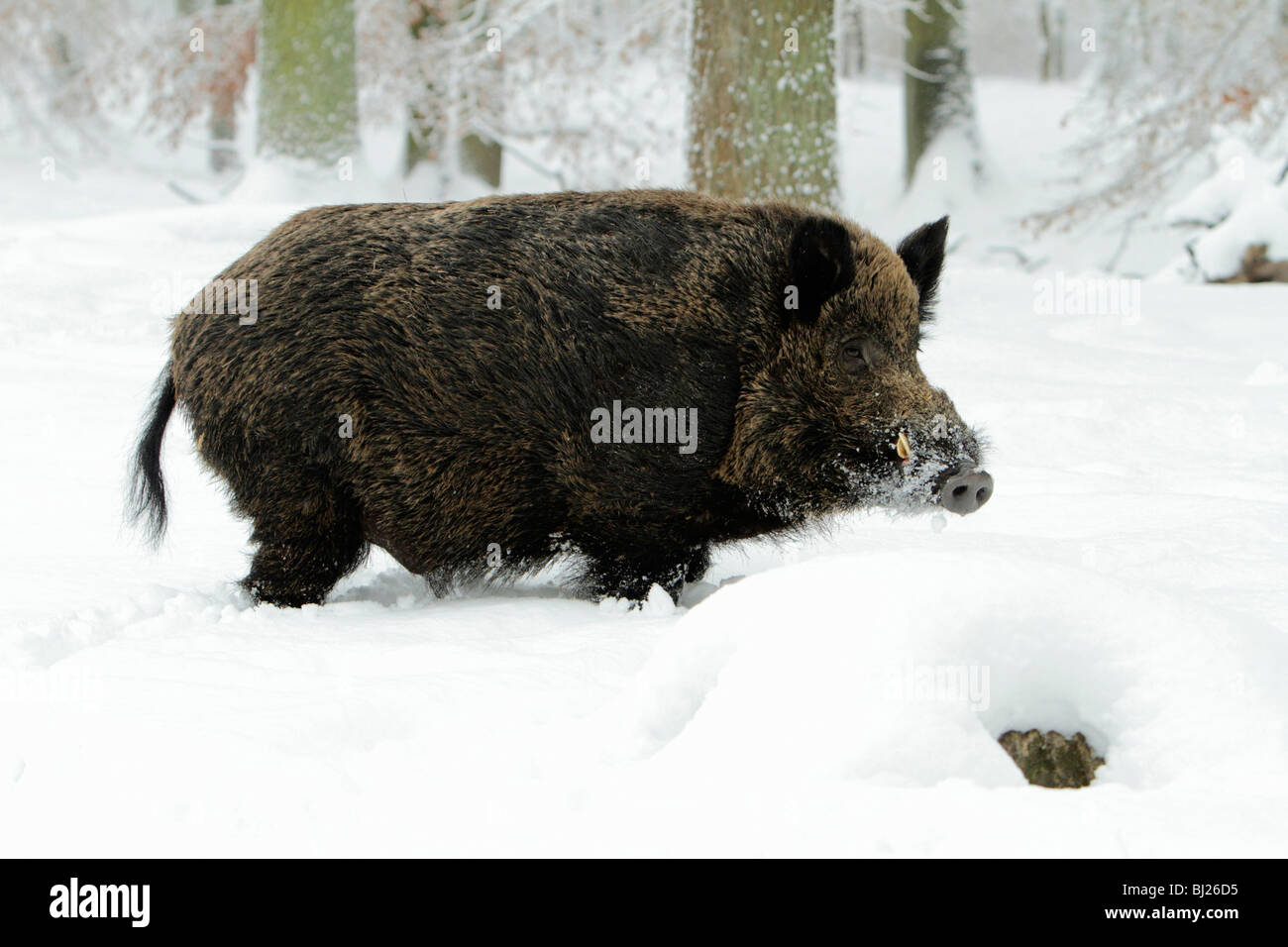 El jabalí, Sus scrofa, en bosques cubiertos de nieve, Alemania Foto de stock