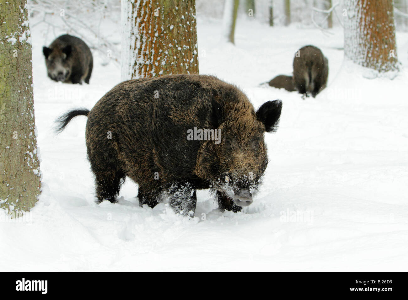 El jabalí, Sus scrofa, rebaño forrajeando en bosques cubiertos de nieve, Alemania Foto de stock