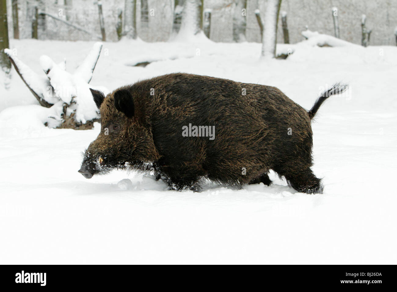 El jabalí, Sus scrofa, en bosques cubiertos de nieve, Alemania Foto de stock