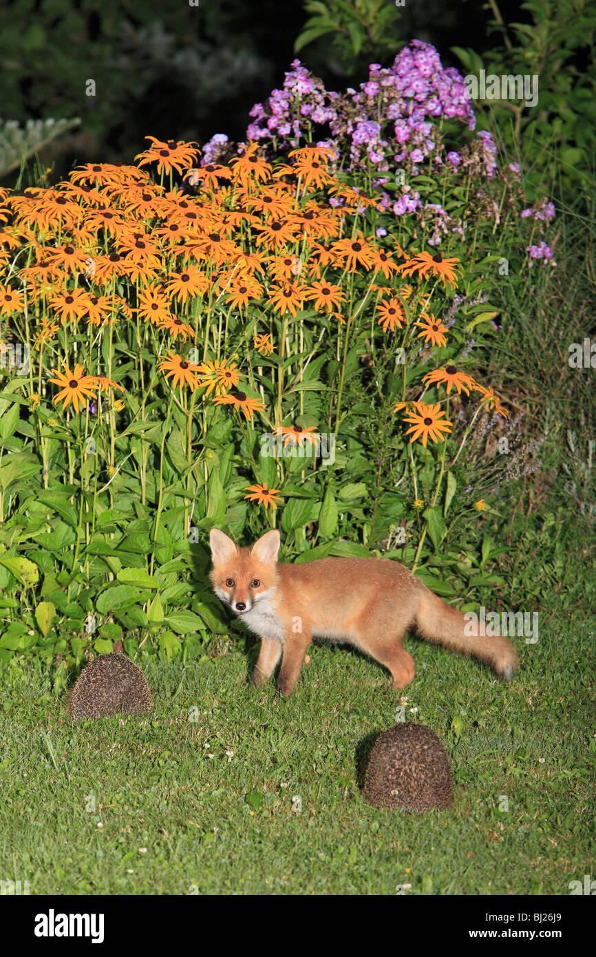 Unión Zorro Rojo (Vulpes vulpes), cub en jardín con erizos (Erinaceus europaeus), Hessen, Alemania Foto de stock