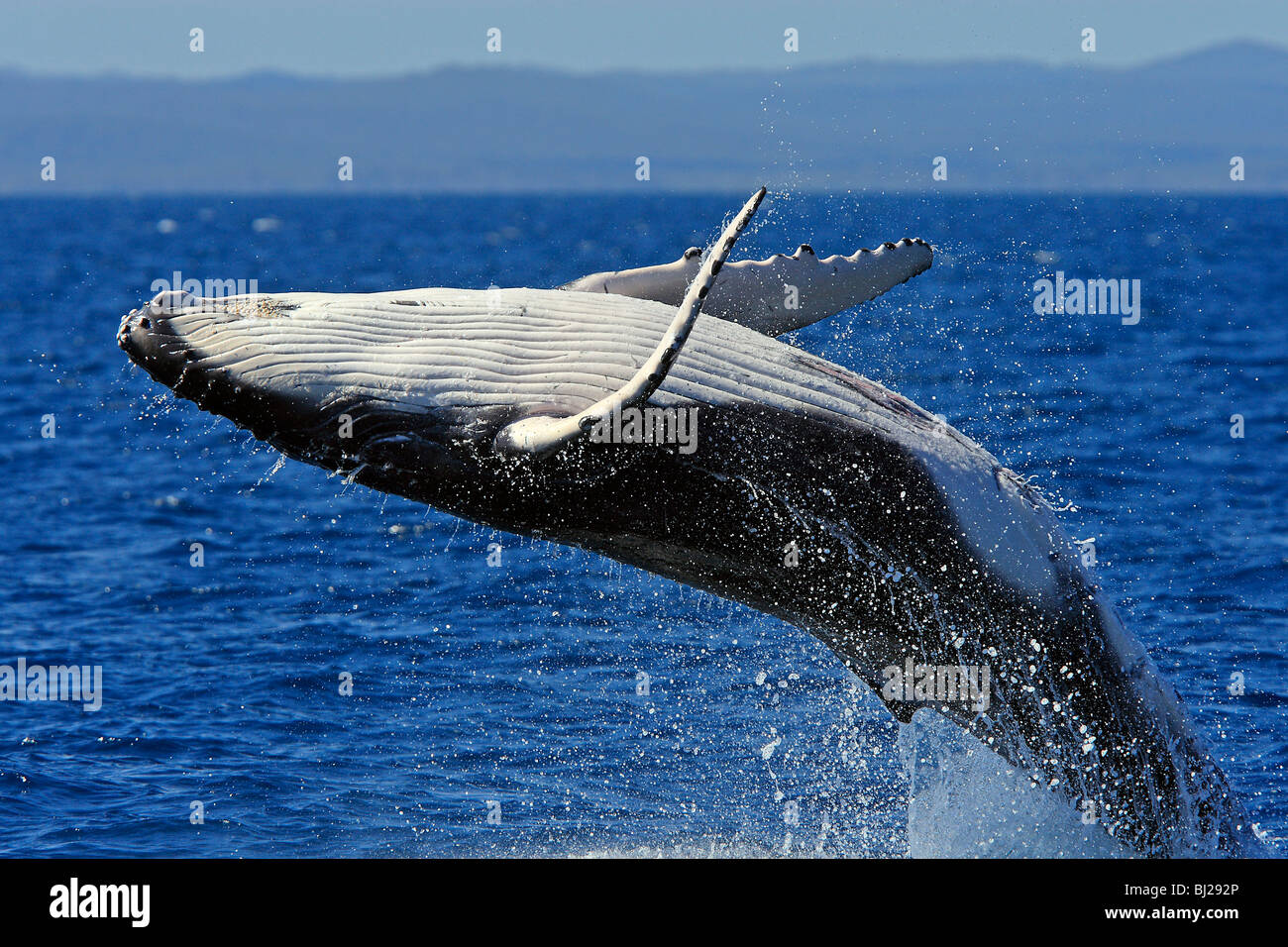 La ballena jorobada (Megaptera novaeangliae), incumpliendo Foto de stock