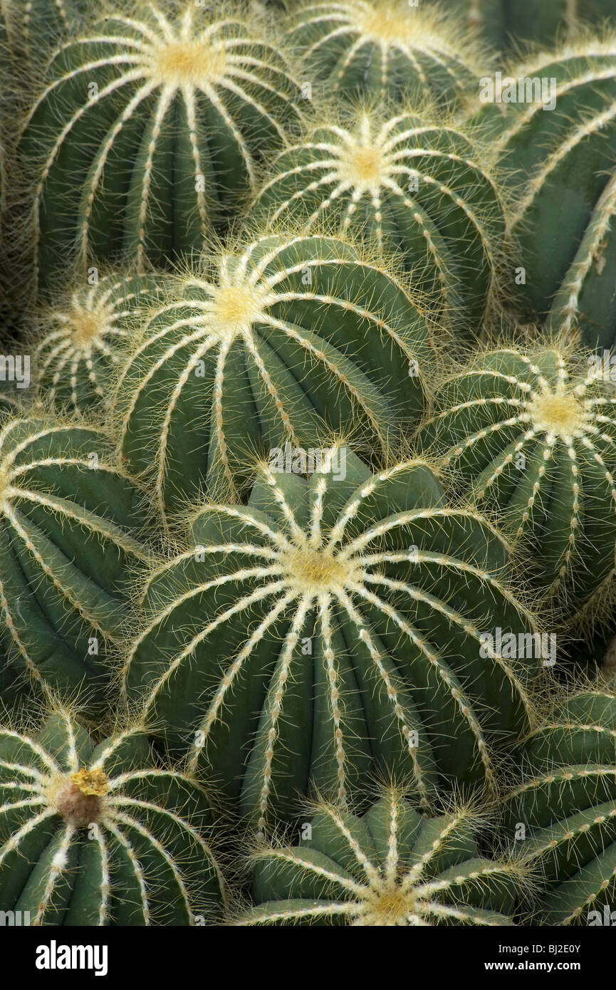 Ferocactus magnifica con espinas en los riscos, S Brasil y Uruguay Foto de stock