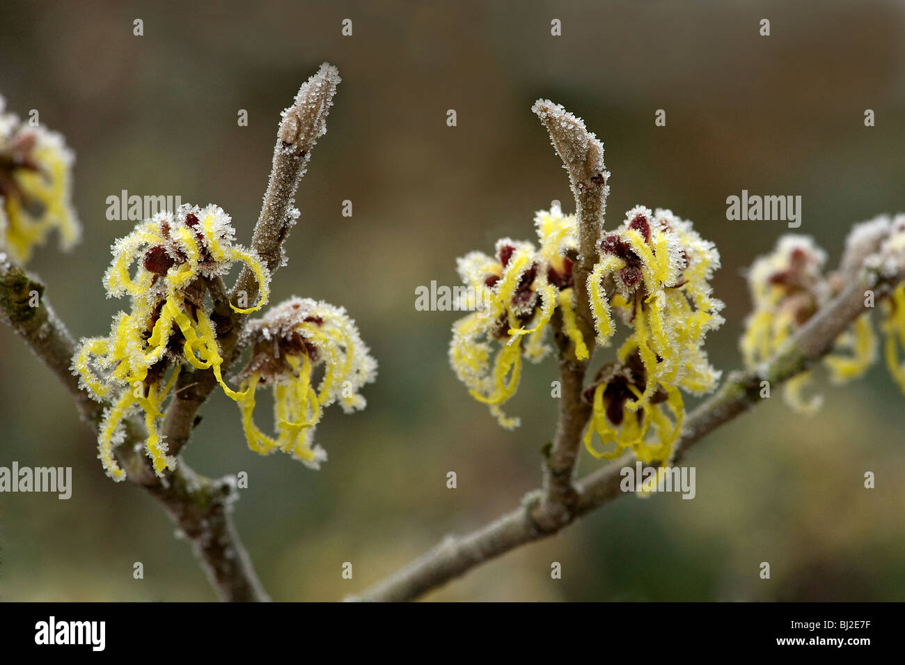 Cubierta de hielo, agua de hamamelis Hamamelis mollis, flores en invierno Foto de stock