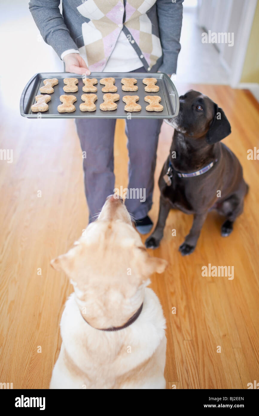 Dos perros Labrador Retriever pidiendo galletas caseras para perros. Foto de stock