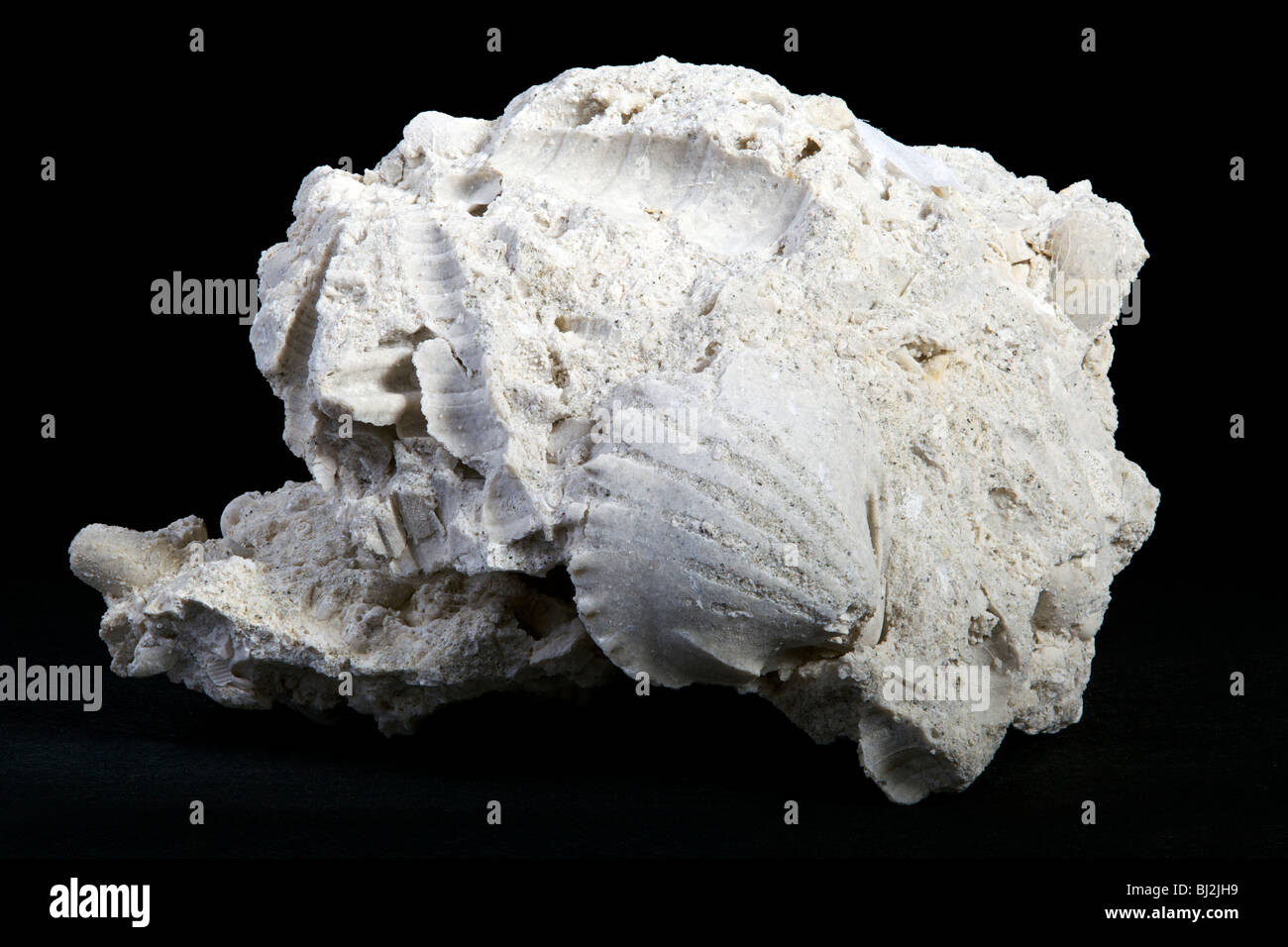 Caliza fosilíferos (roca sedimentaria) Foto de stock