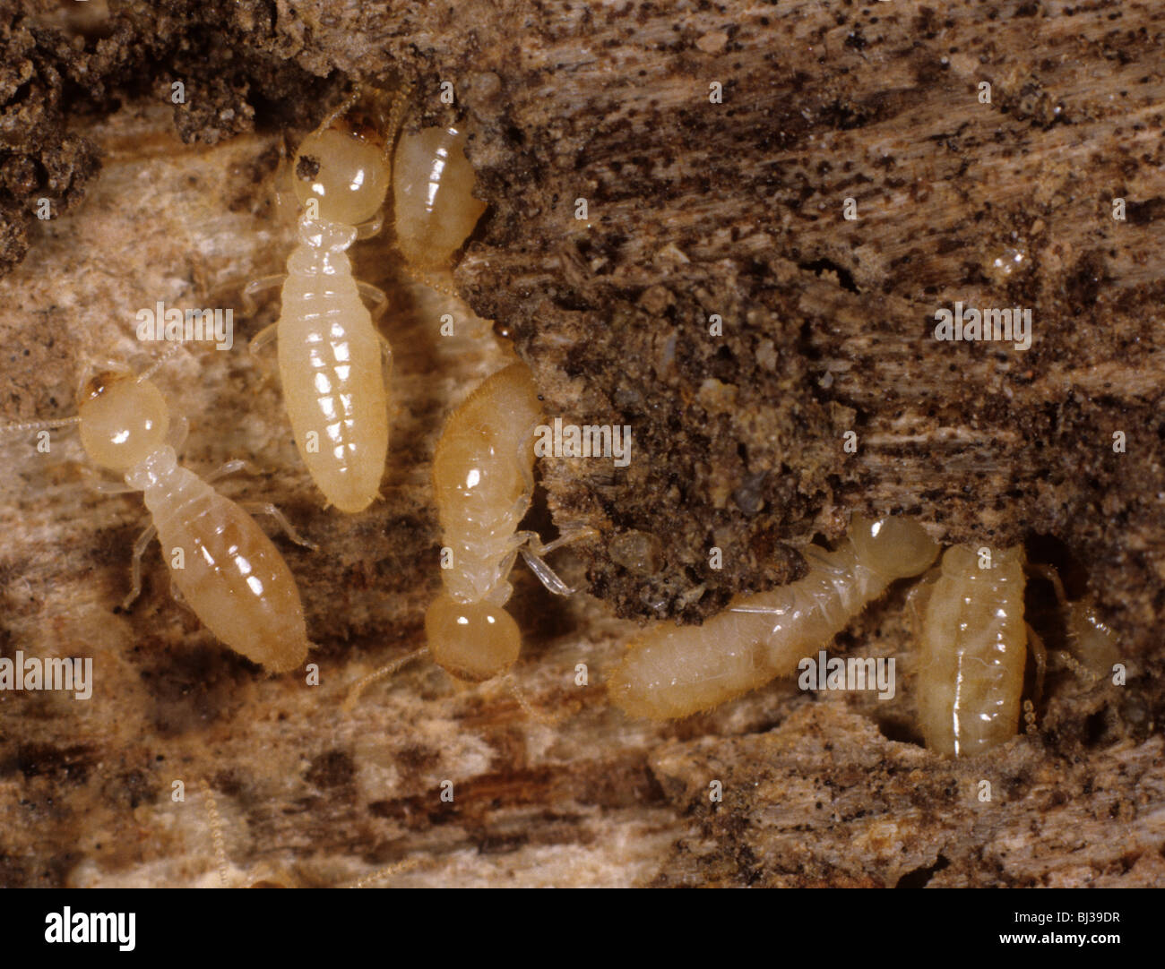 Las termitas (Reticulitermes sp.) sobre madera dañado Foto de stock