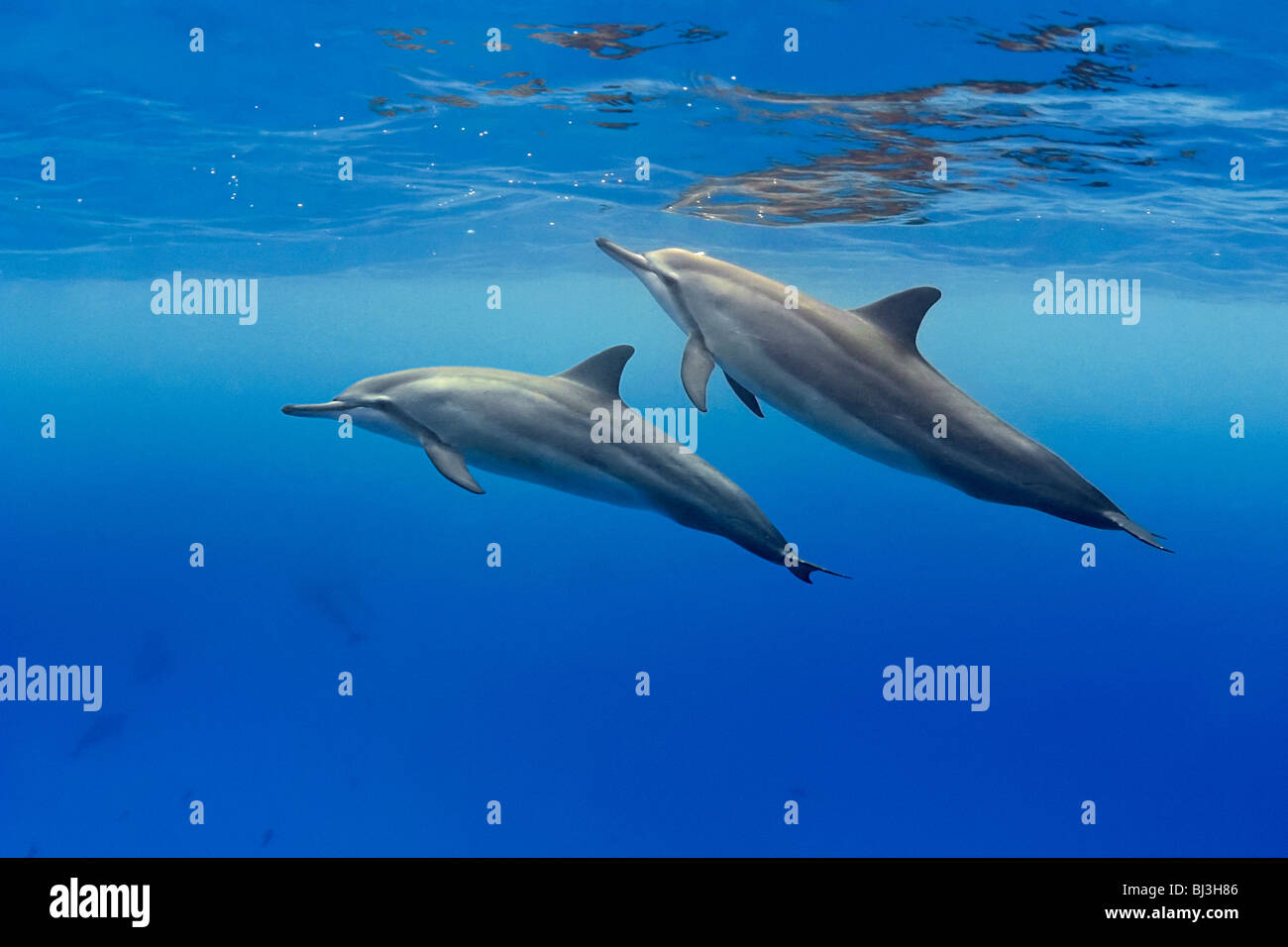 Delfines hawaiano, Stenella longirostris, Honomalino Bay, Milolii, Big Island, Hawaii, USA, Océano Pacífico Foto de stock