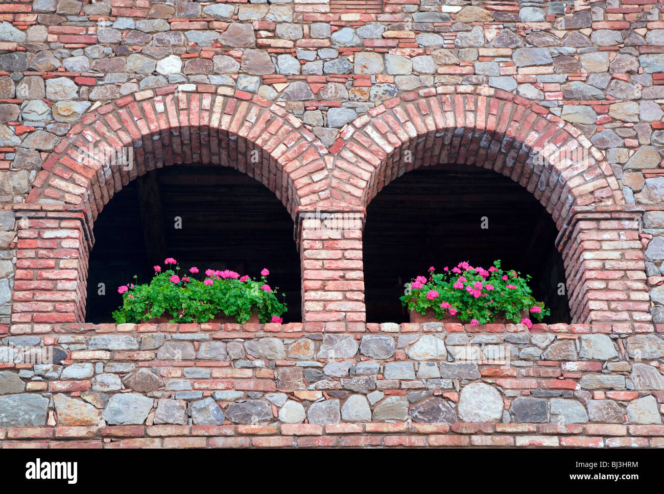 Begonia flores en la muralla del castillo. Castello di amorosa. Napa Valley, California. Salió de la propiedad Foto de stock