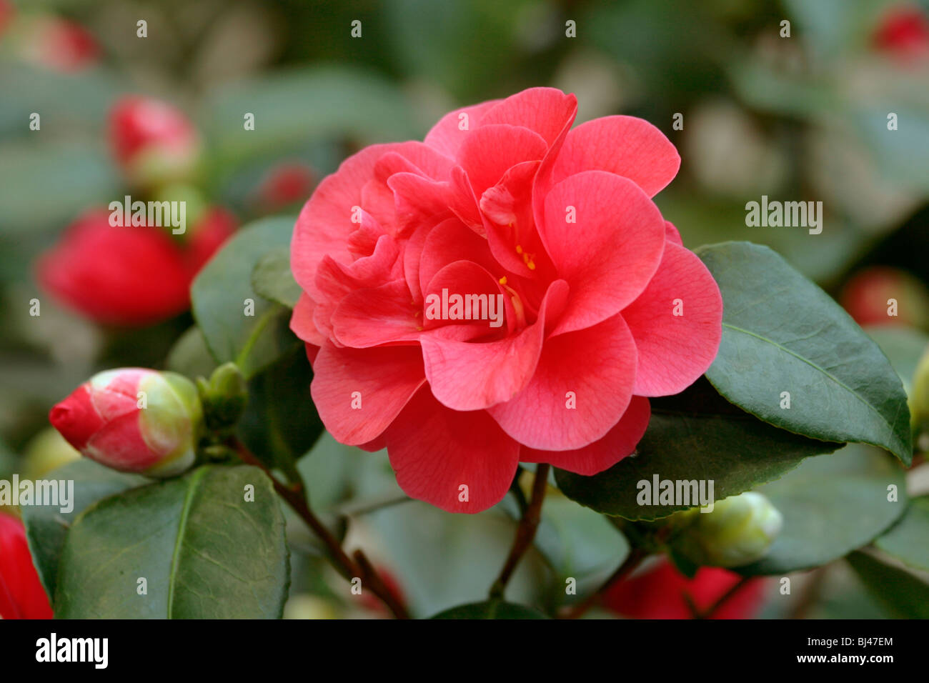 Floración Camelia (Camellia japonica) de la variedad Lady Campbell Foto de stock