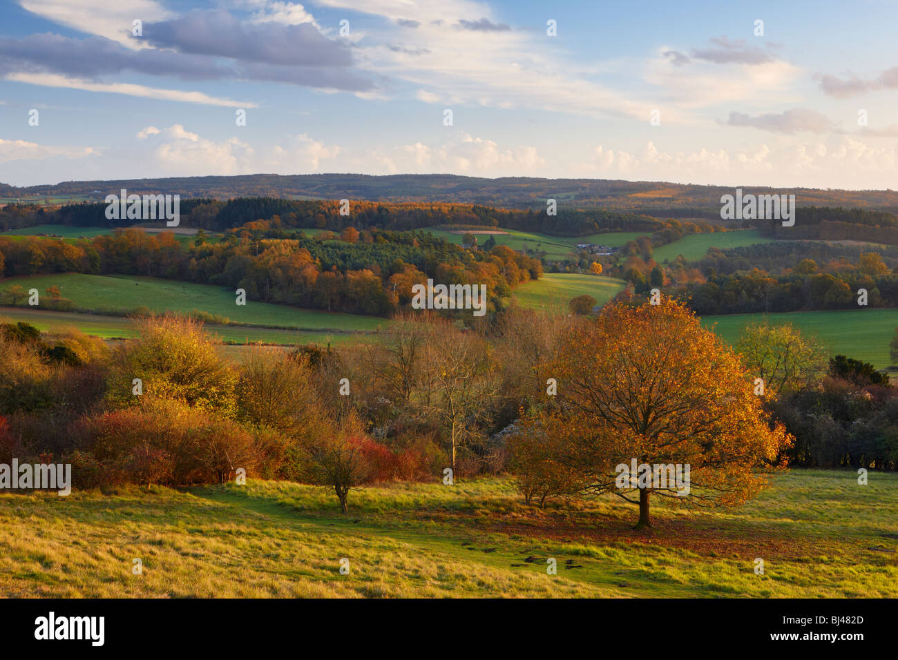 Vista desde la esquina de Newlands mirando hacia Albury, North Downs camino de Surrey. La cálida luz del sol destacando los tonos de otoño. Foto de stock
