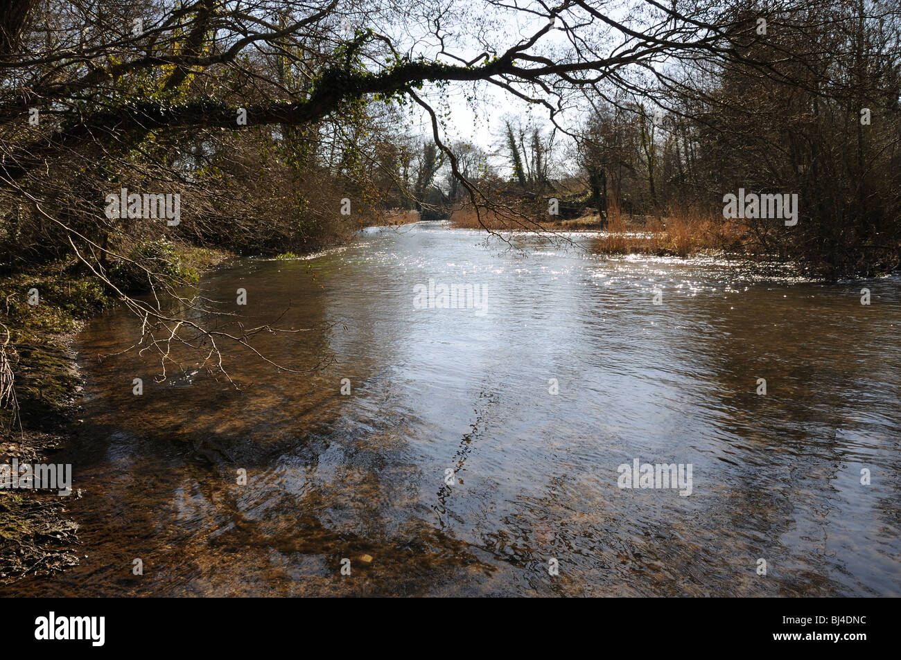 Río Frome en invierno Foto de stock