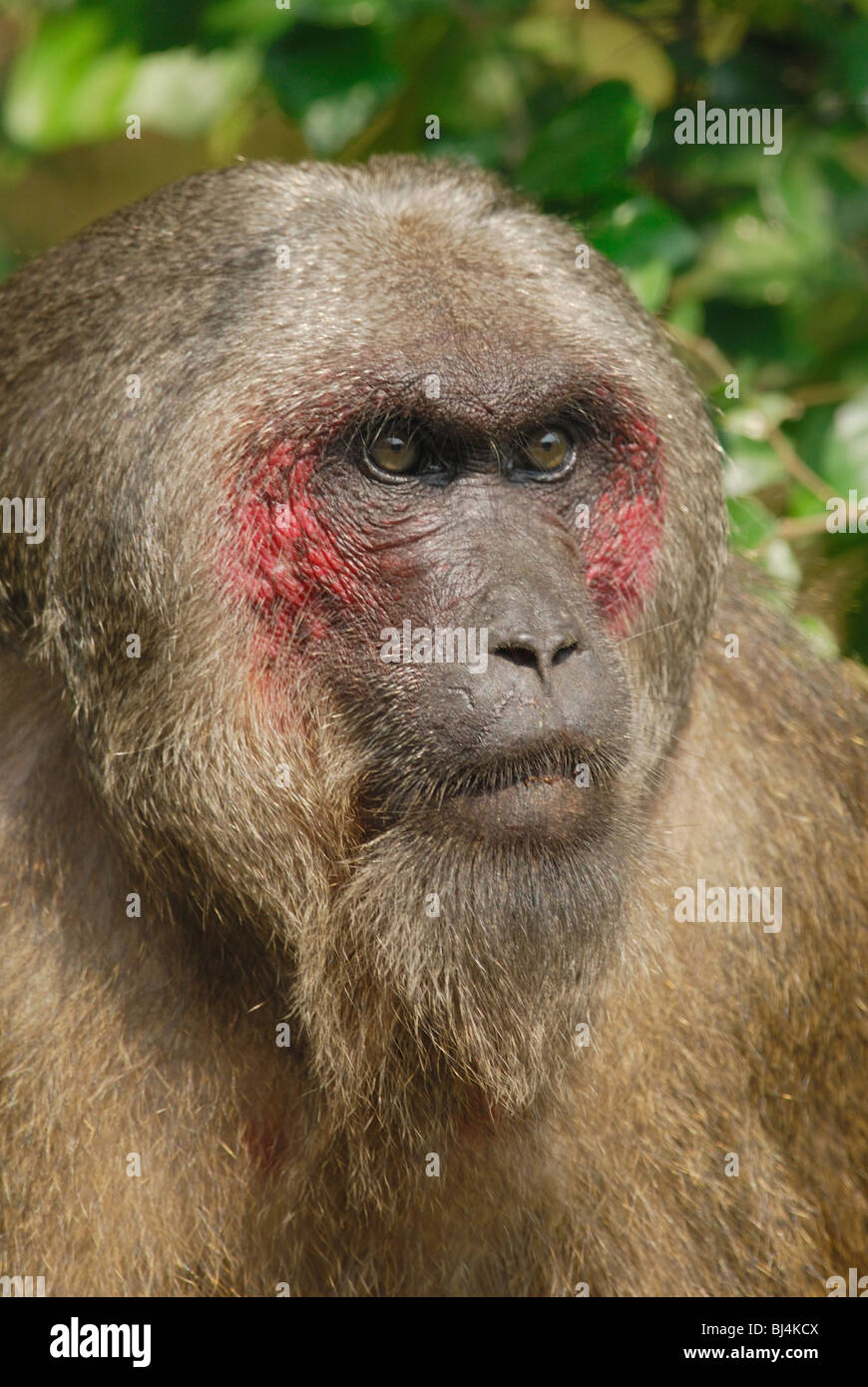 Stump macho-cola macaco (Macaca arctoides) en Pala-U National Park, en el oeste de Tailandia. Foto de stock
