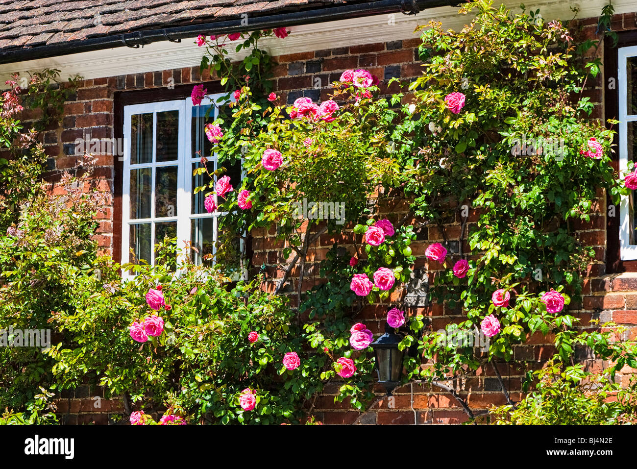 Chalet inglés con rosas rosas en Surrey, Inglaterra, Reino Unido. Foto de stock