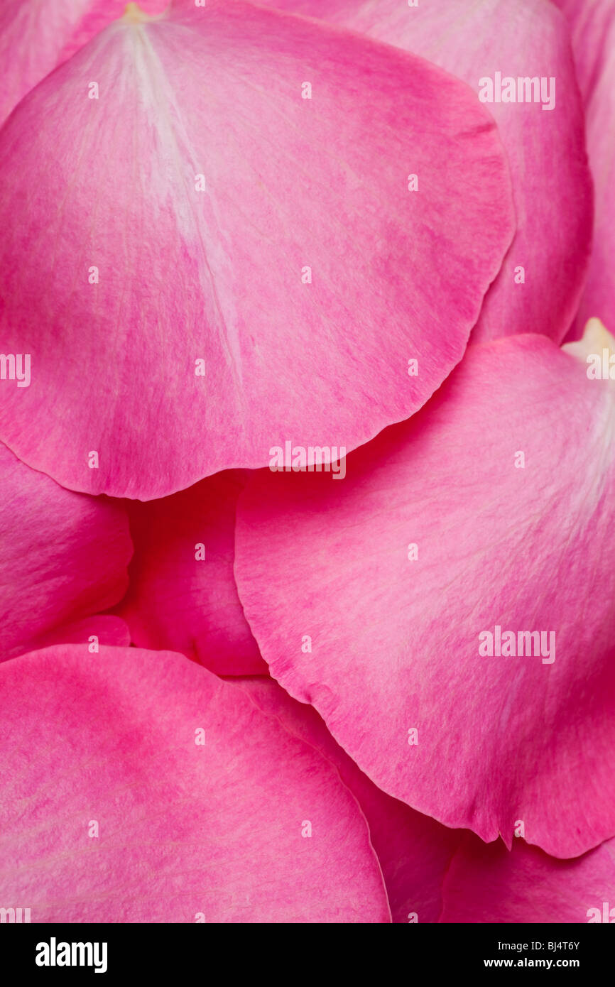 Rosa pétalos de rosa frescos dispuestos en un patrón de fondo Foto de stock