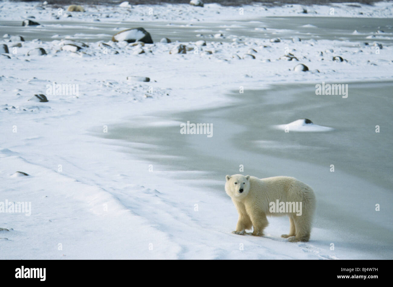 El oso polar (Ursus maritimus), adulto, de pie en el borde del hielo, Churchill, Manitoba, Canadá Foto de stock