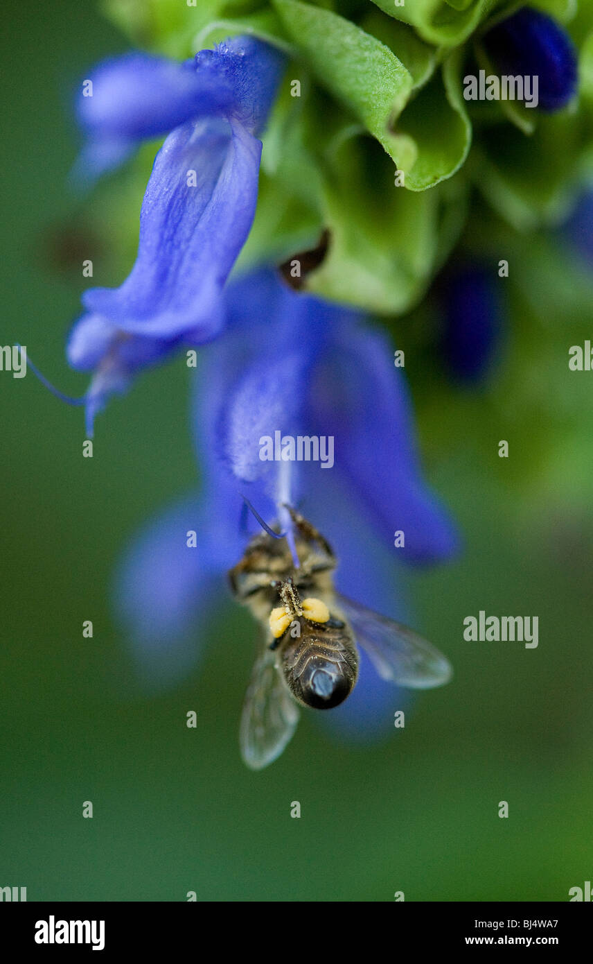 La abeja Apis mellifera, con cestas de polen sobre Salvia atrocyanea en Octubre Foto de stock