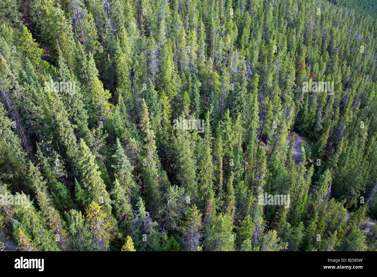 Vista aérea de árboles de hoja perenne. Parque Nacional de Banff, Alberta, Canadá Foto de stock