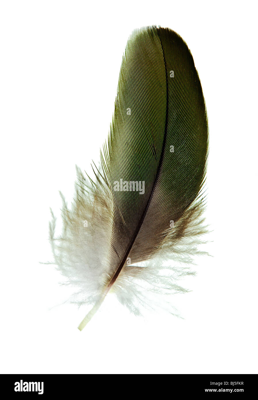 Feather aislado sobre un fondo blanco puro Foto de stock