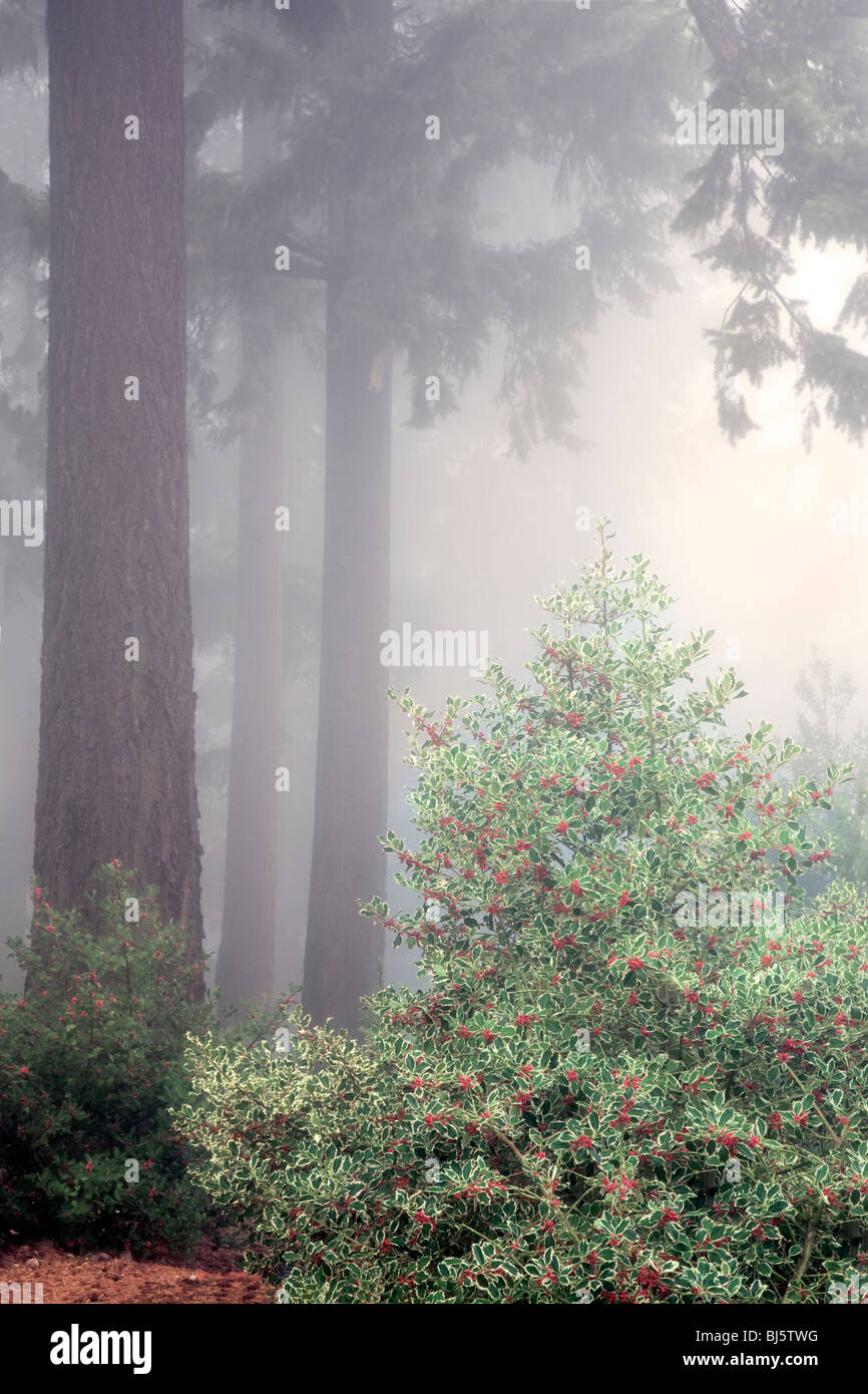 Holly bush con árboles de abeto Douglas en la niebla. Hoyt Arboretum. Portland, OR Foto de stock