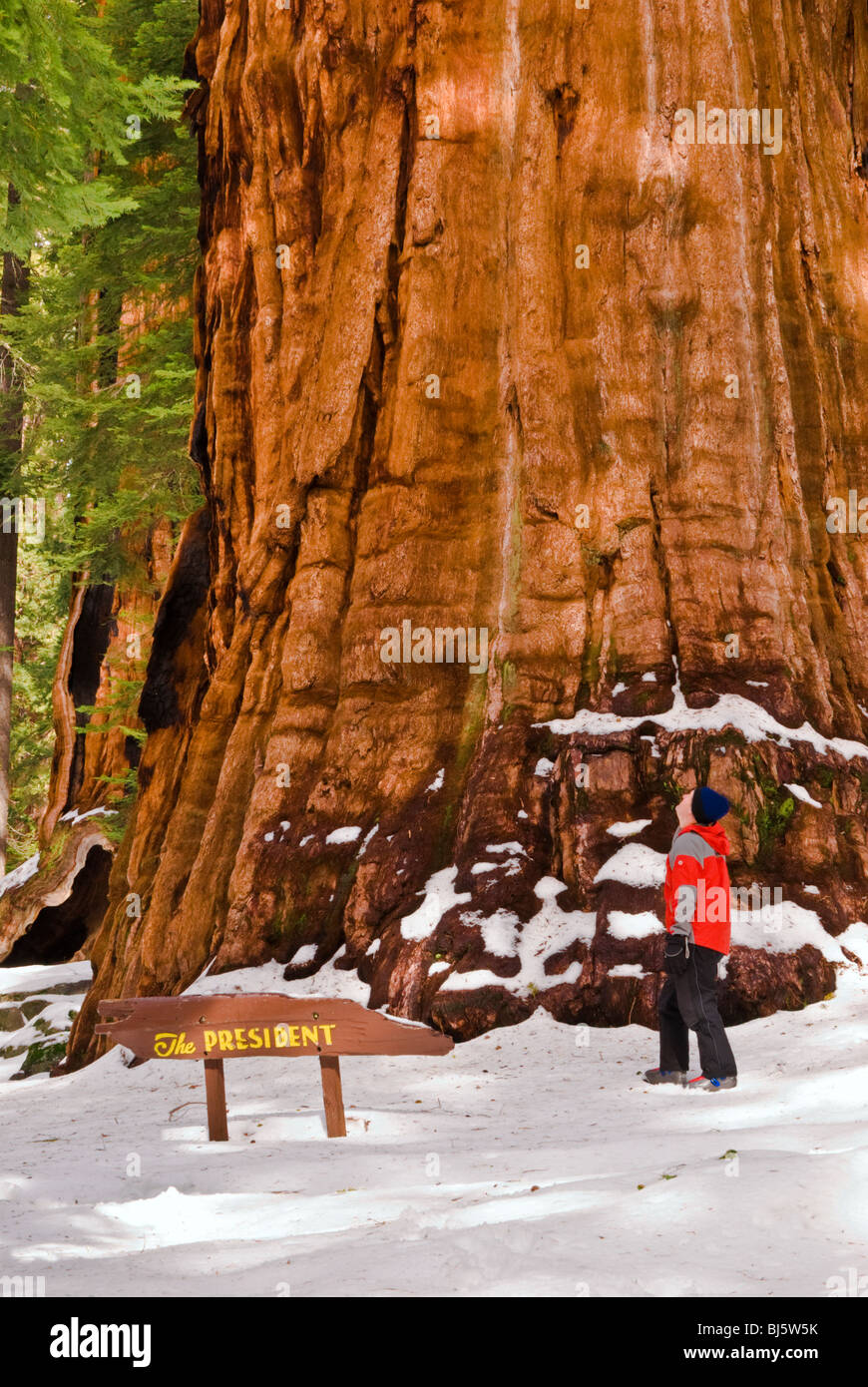 Esquiador de travesía al Presidente Secoya gigante, Giant Forest, Sequoia National Park, California Foto de stock