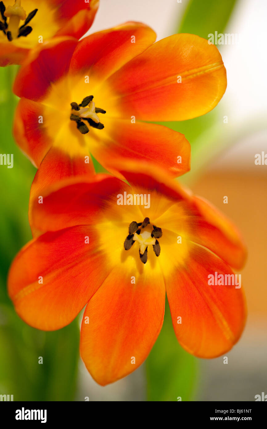 Los tulipanes en flor de naranja Foto de stock