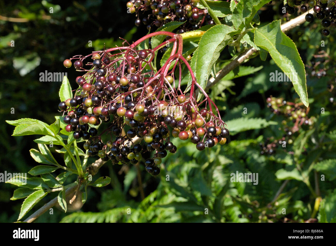 Baya de SAÚCO sambucus nigra Foto de stock