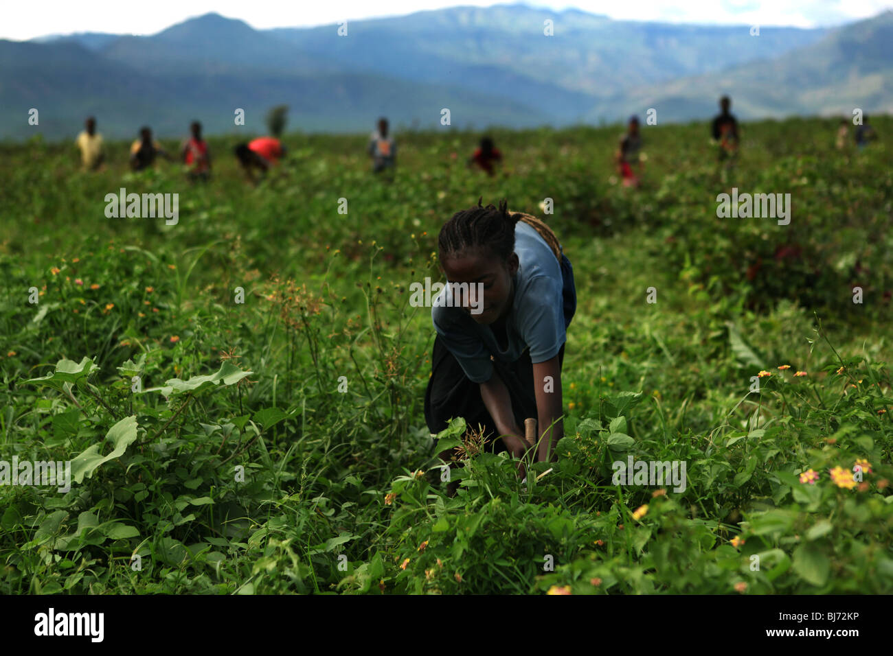 Joven etíope trabajando en un campo de algodón en Arba Minch. Foto de stock
