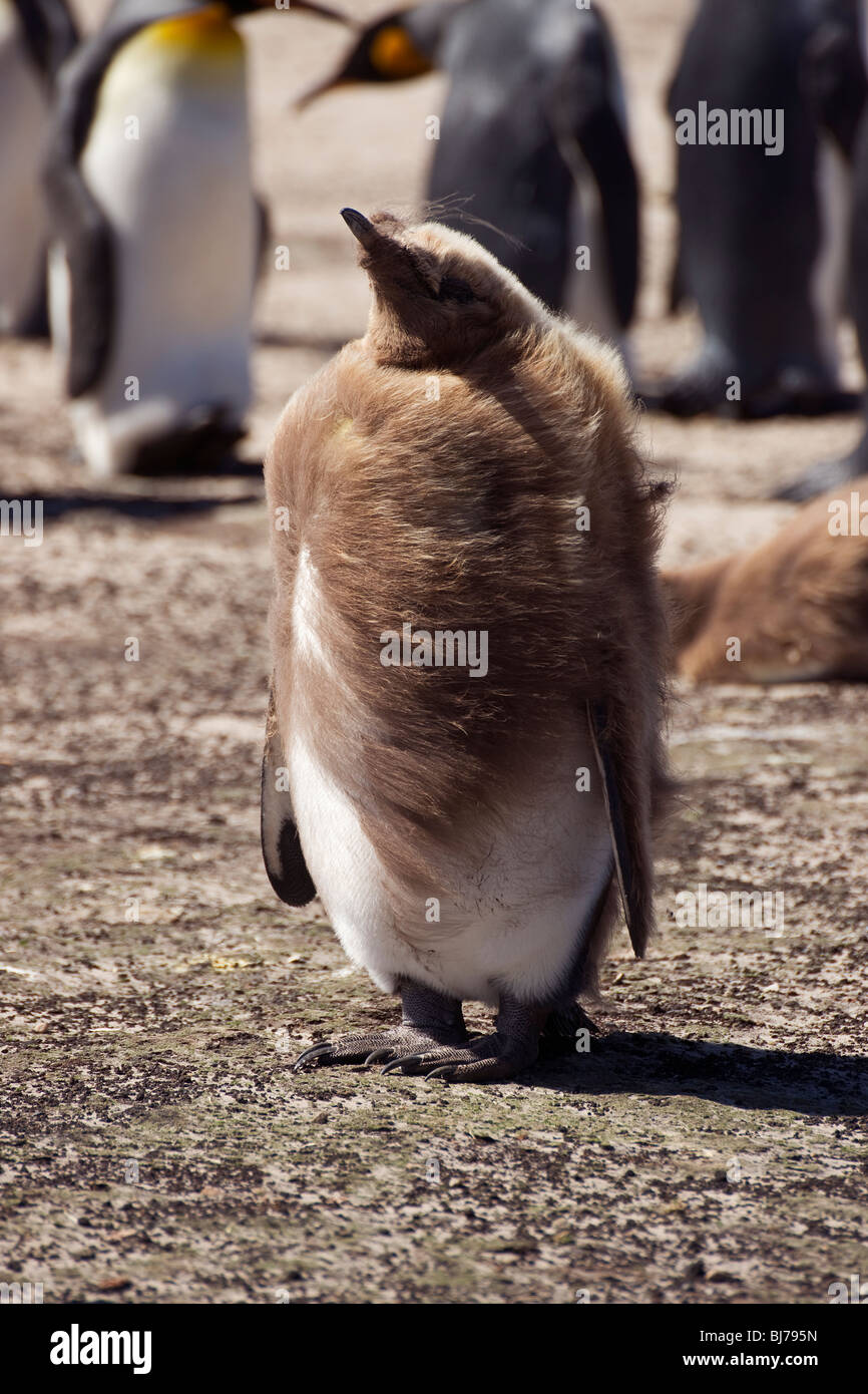 La muda de pingüino rey en el viento fuerte y algunos pelos en su boca, la Isla Saunders, Islas Malvinas Foto de stock