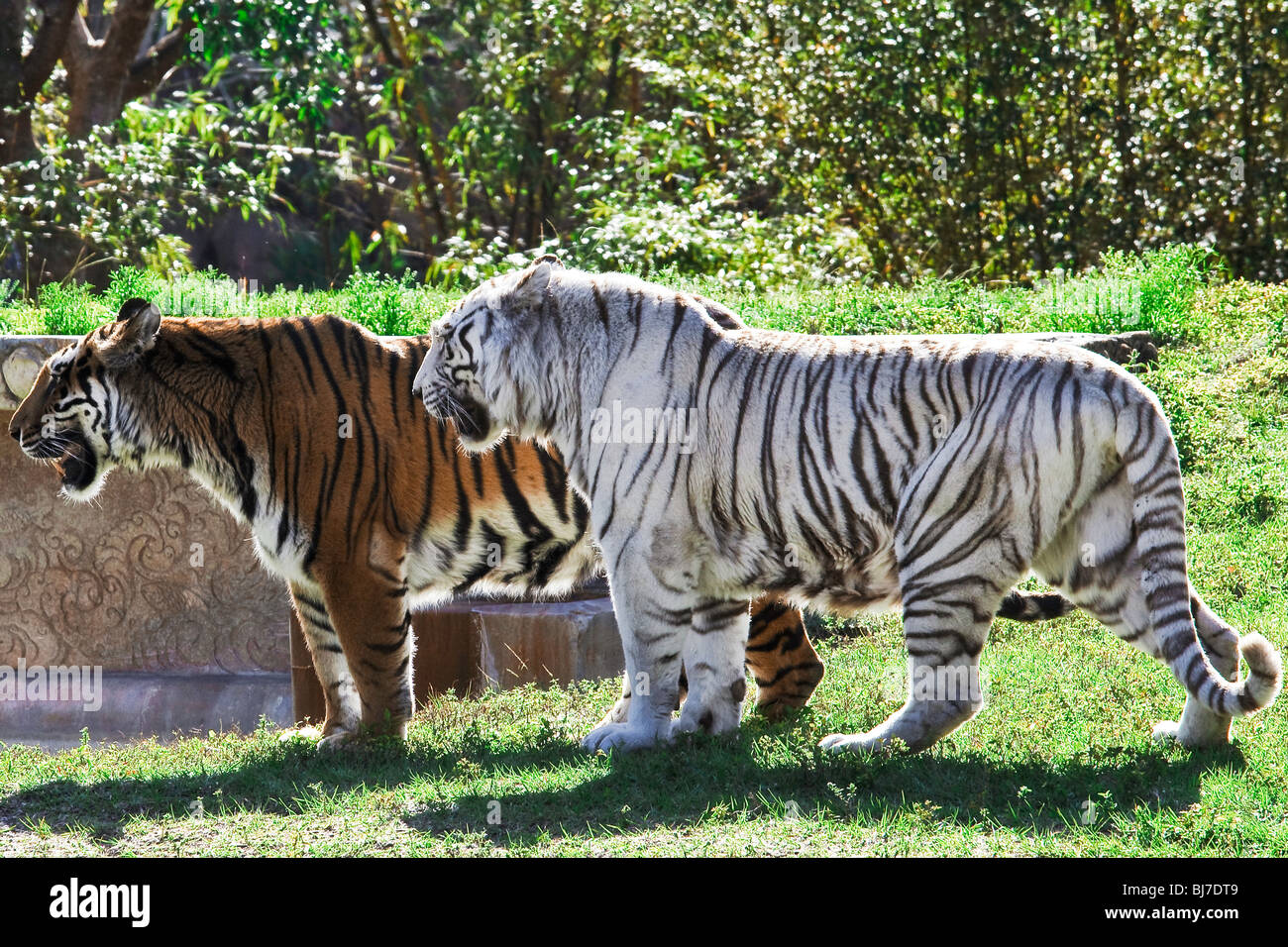Naranja y blanco tigres de Bengala Foto de stock