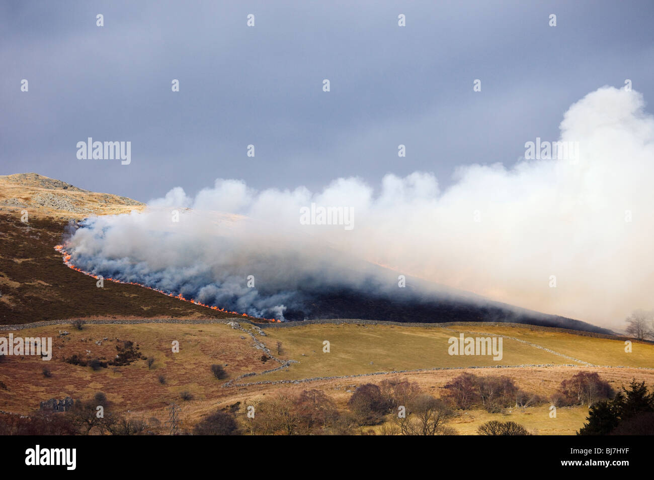 Escupiendo nubes de humo de un incendio de pasto. País de Gales, Reino Unido, Gran Bretaña. Foto de stock