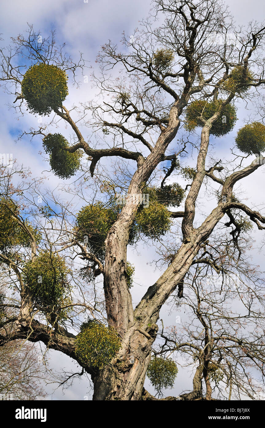 árbol de muérdago fotografías e imágenes de alta resolución - Alamy