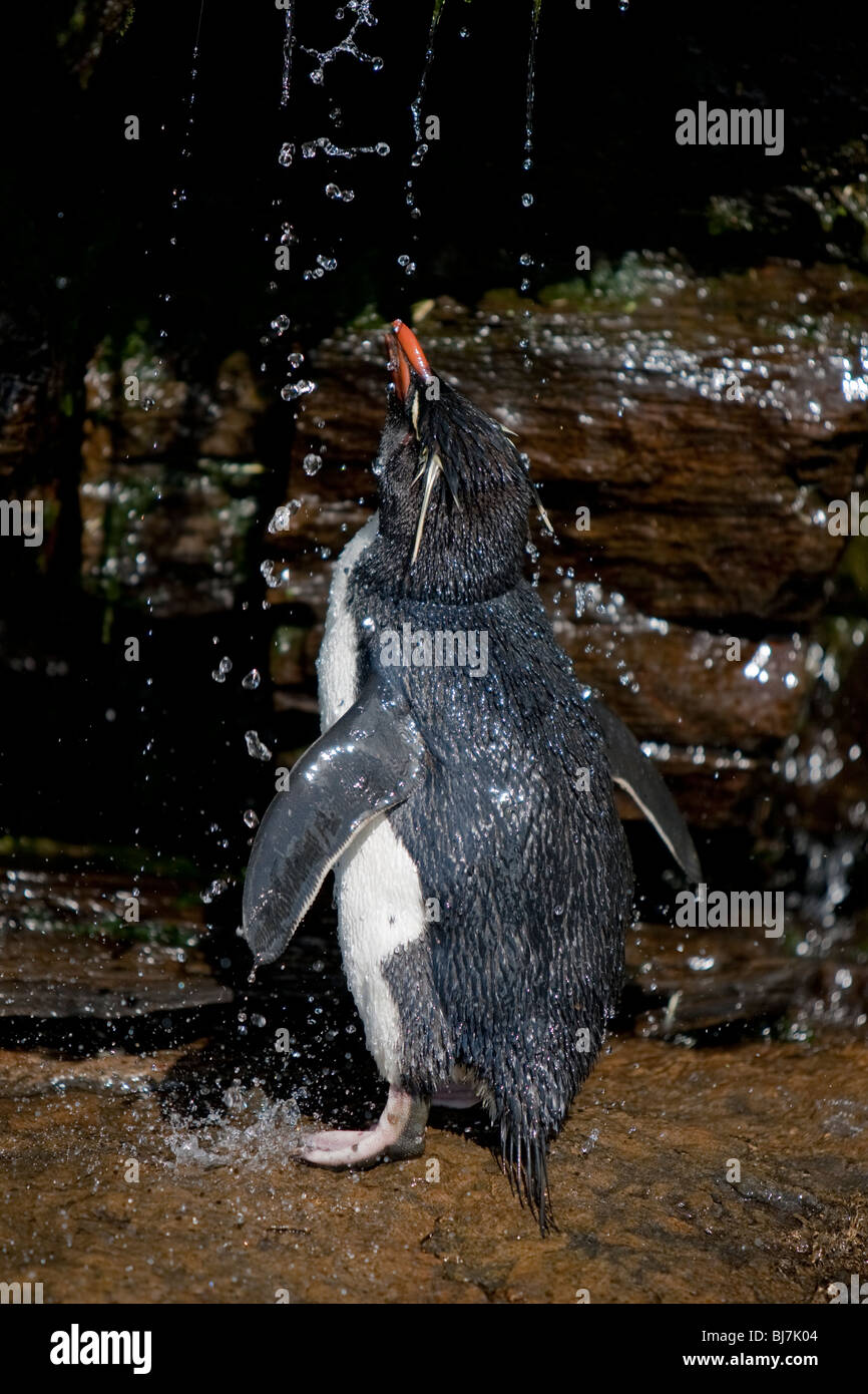 Eudyptes chrysocome pingüino penacho Felsenpinguin Rookery Isla Saunders Islas Malvinas en pingüino penacho amarillo ducha Foto de stock