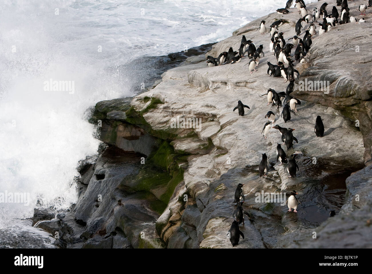Eudyptes chrysocome pingüino penacho Felsenpinguin Rookery Isla Saunders Islas Malvinas pingüinos desembarcar Foto de stock