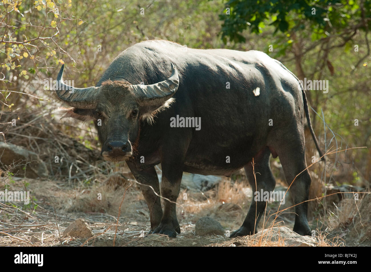 buffalo indonesia e imágenes de alta resolución - Alamy