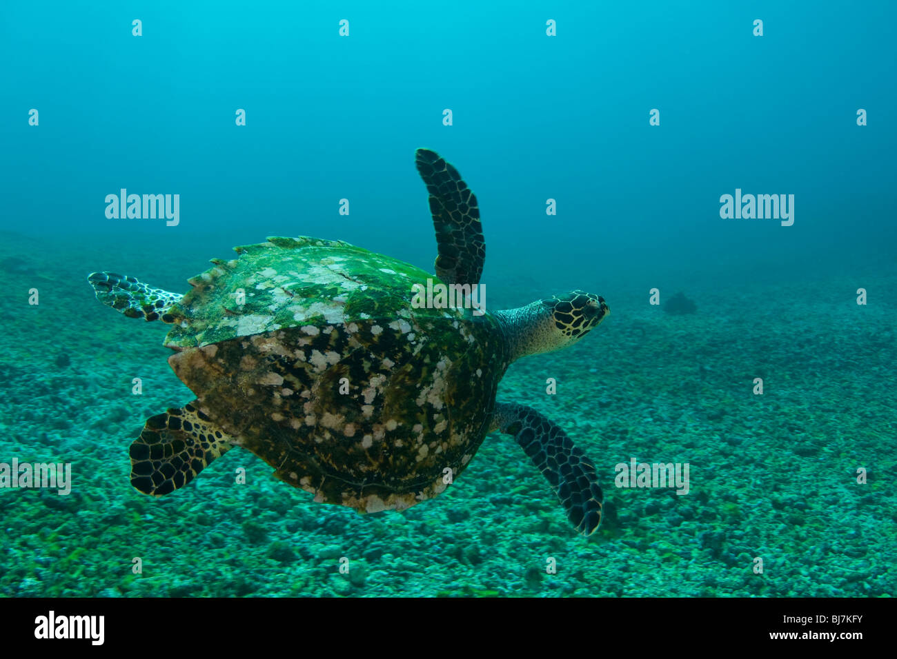 Tortugas marinas verdes, Chelonia mydas, el Parque Nacional de Komodo (Indonesia) Foto de stock