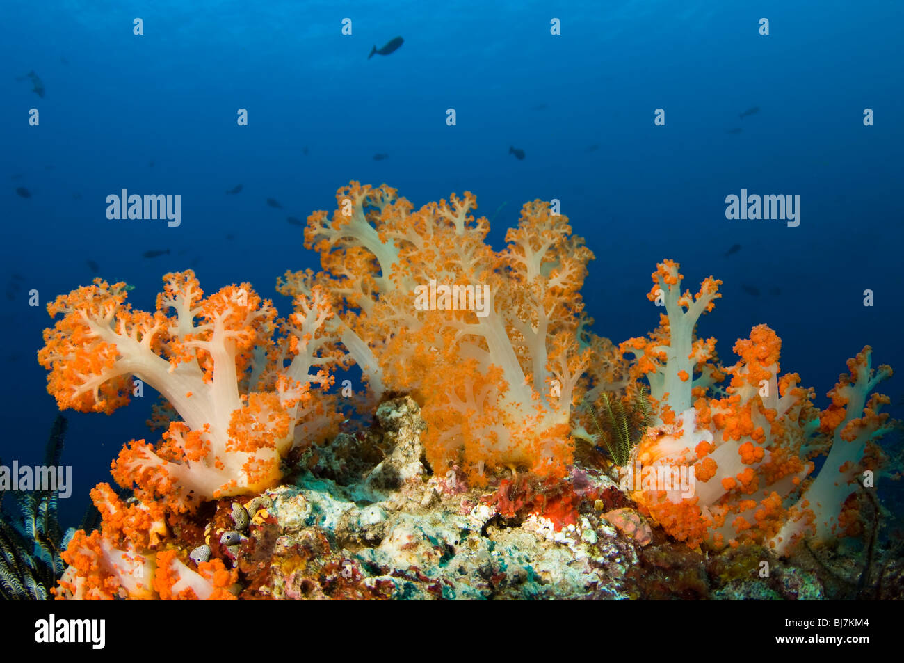 Los corales blandos en arrecifes tropicales, el Parque Nacional de Komodo (Indonesia) Foto de stock