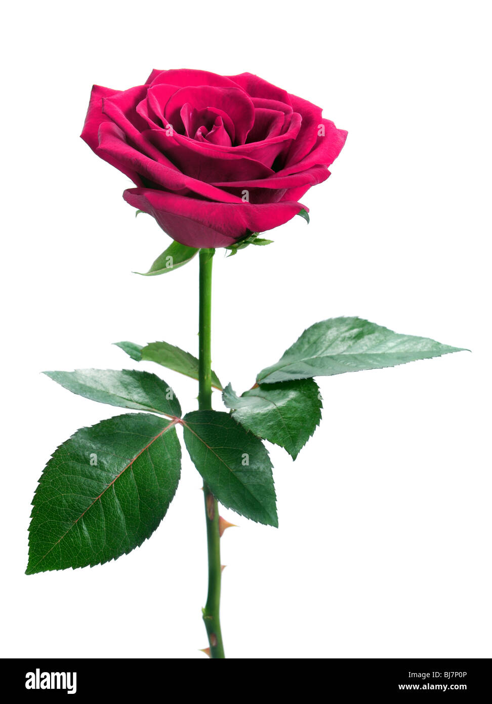 Rosa Rosa aislado sobre fondo blanco. Foto de stock