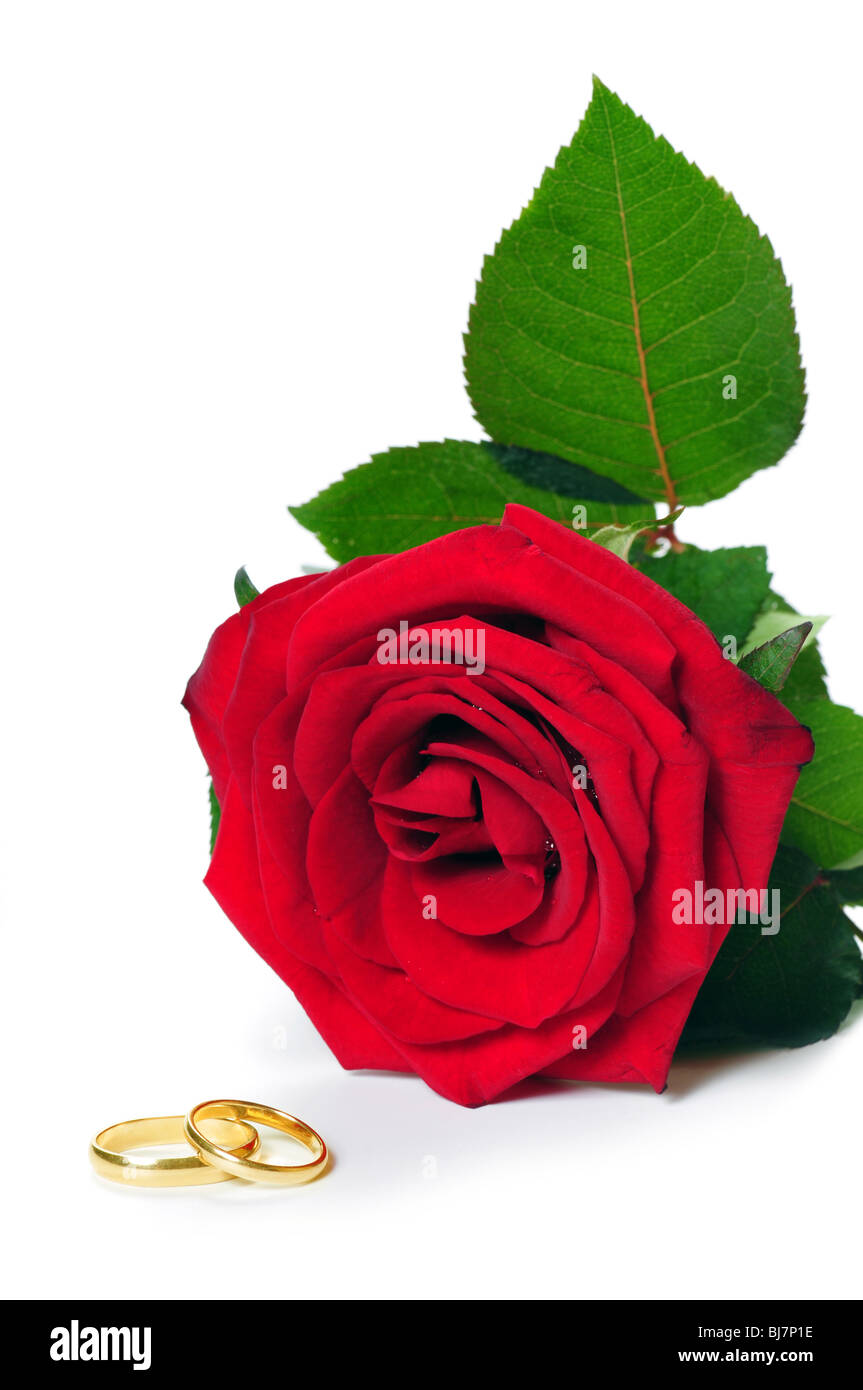 Una rosa roja y un par de anillos de boda de oro aislado en blanco Foto de stock