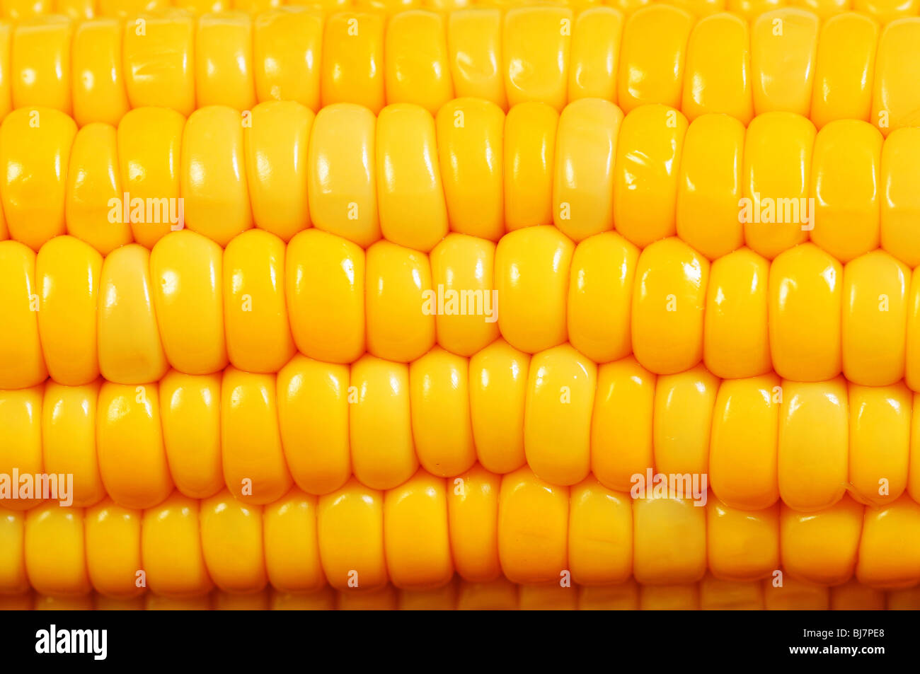 Un primerísimo plano de textura de mazorcas de maíz amarillo Foto de stock