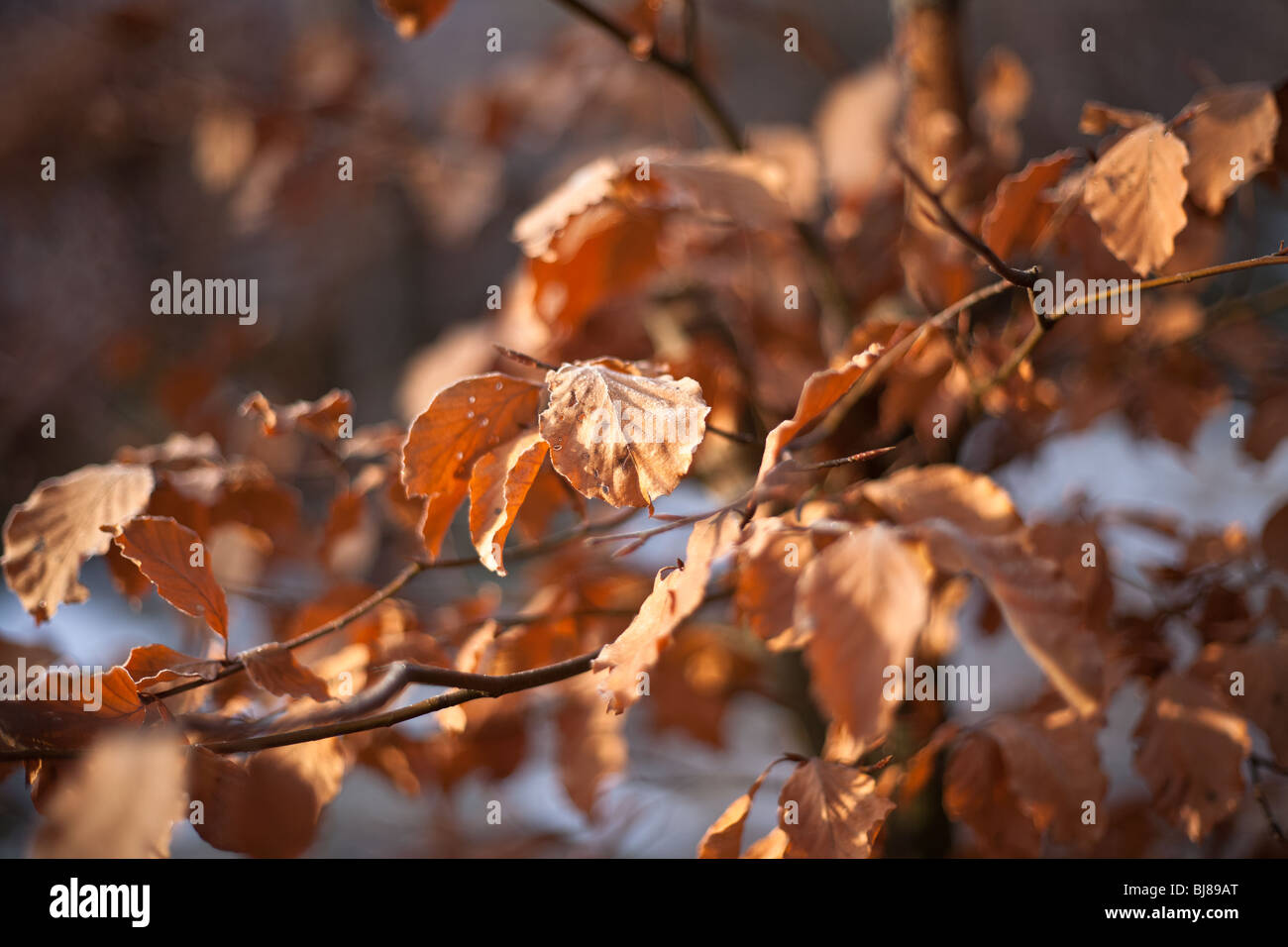 Hojas marchitas en un árbol en invierno. Enfoque superficial. Foto de stock