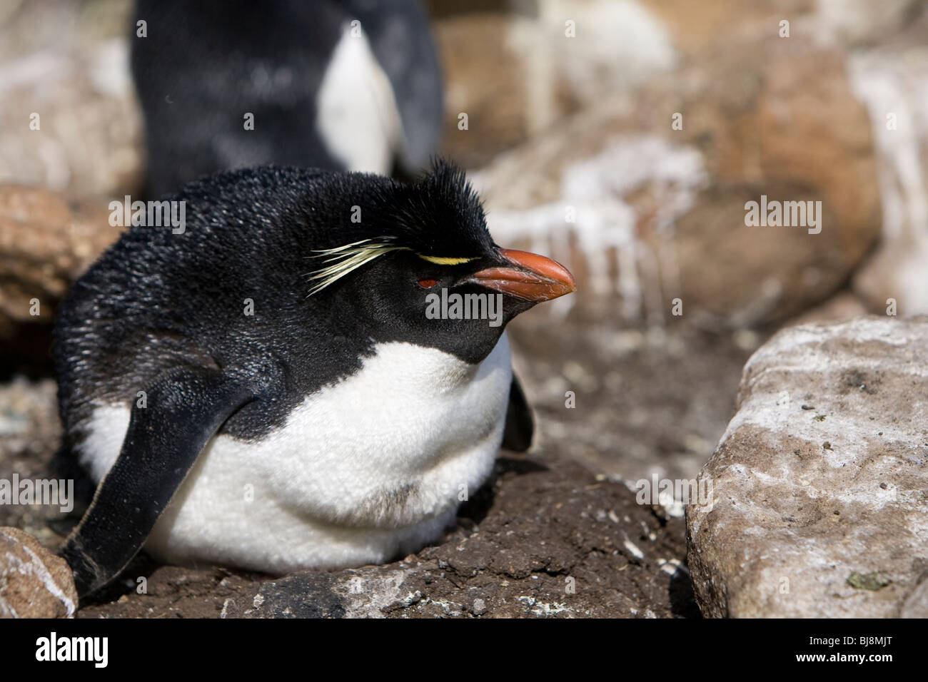 Eudyptes chrysocome pingüino penacho Felsenpinguin Rookery Isla Saunders Falkland Islands hembra en nido Foto de stock